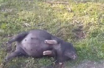 Фермер обнаружил своих свиней в необычном состоянии 17