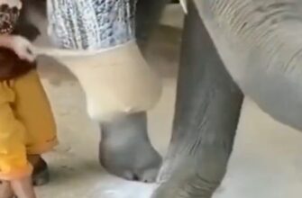 Этот человек ставит протез на слона