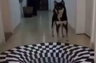 Реакция собак и кошек на 3D рисунок 111
