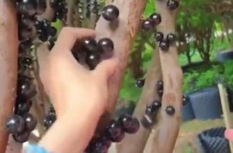 Бразильская Жаботикаба с плодами на коре экзотического дерева 23