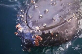 Горбатый кит выплыл из воды, что бы поприветствовать людей 93