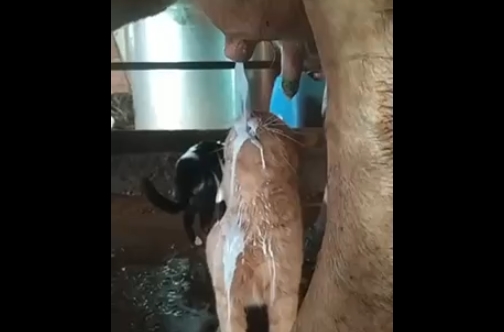 Коты впервые пробуют мороженое