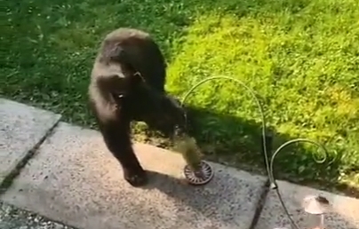 Любвеобильная панда пытается привлечь внимание самца который занят поеданием бамбука
