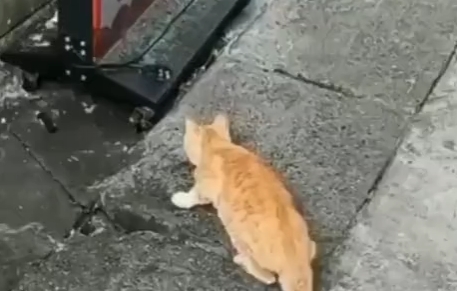 Это видео должна увидеть каждая кошка! 13