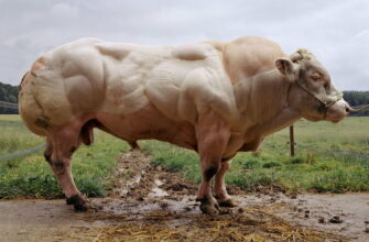 Самый сильный бык в мире 37