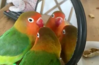 Неожиданная реакция попугая на свое отражение в зеркале 1