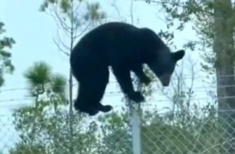 Побег медведя из зоопарка ! 119
