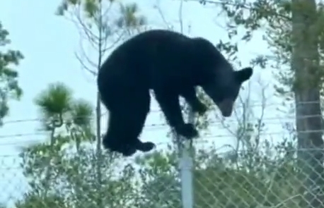 Побег медведя из зоопарка ! 1