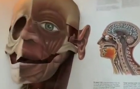 Самый хороший 3D учебник анатомии 23