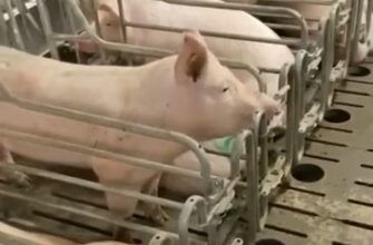 Побег свиньи с фермы попал на видео 55