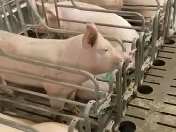 Побег свиньи с фермы попал на видео 21