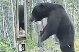 Неожиданная реакция медведя на зеркало ! 23
