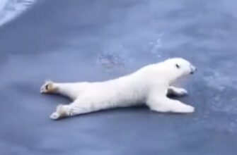 Белый медведь пересекает тонкий лёд лёжа, чтобы не расколоть его 49
