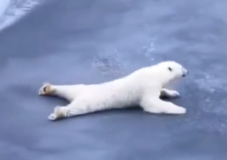 Белый медведь пересекает тонкий лёд лёжа, чтобы не расколоть его 85