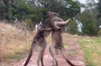 Ссора двух кенгуру зашла слишком далеко 11