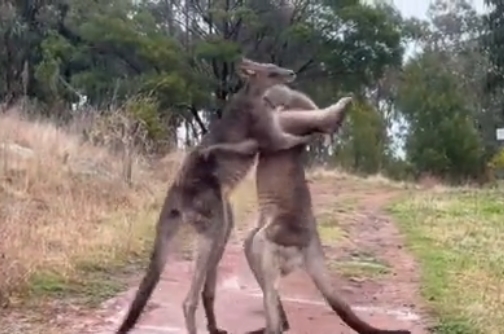 Ссора двух кенгуру зашла слишком далеко 17