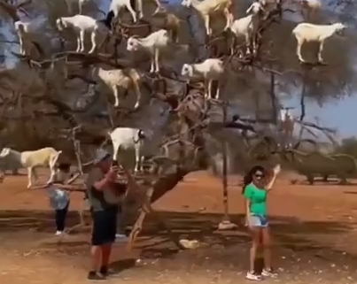 Реакция туриста на дерево с козами в Марокко 109