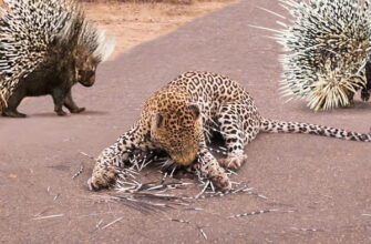 Пара дикобразов защищают своего малыша от леопарда 57