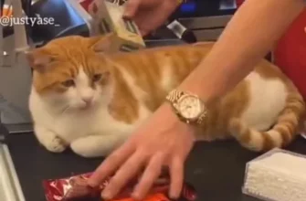 Обычный день из жизни магазинного кота в Стамбуле - «Животные приколы»