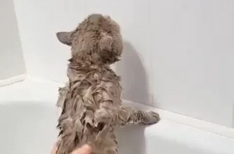 Реакция кота на купание в ванной - «Видео приколы»