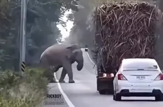 В Таиланде слоны останавливают грузовики с сахарным тросником - «Животные приколы»