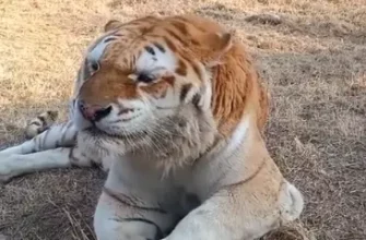 Как чихает взрослый тигр? 9