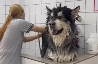 Этот пёс не любит мыться и возмущается 47
