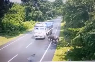 Носорог атакует грузовик в Индии 125
