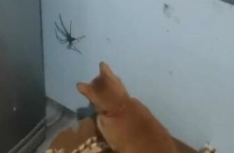 Реакция кота на огромного паука 103